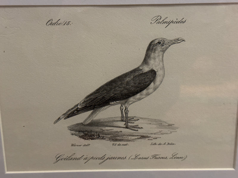 19th Century Yellow-Legged Gull Lithograph - Auguste Belin after Johann Carl Werner