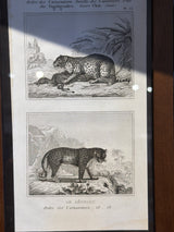 Buffons Histoire Naturelle • Framed Engravings • Cuvier c.1835