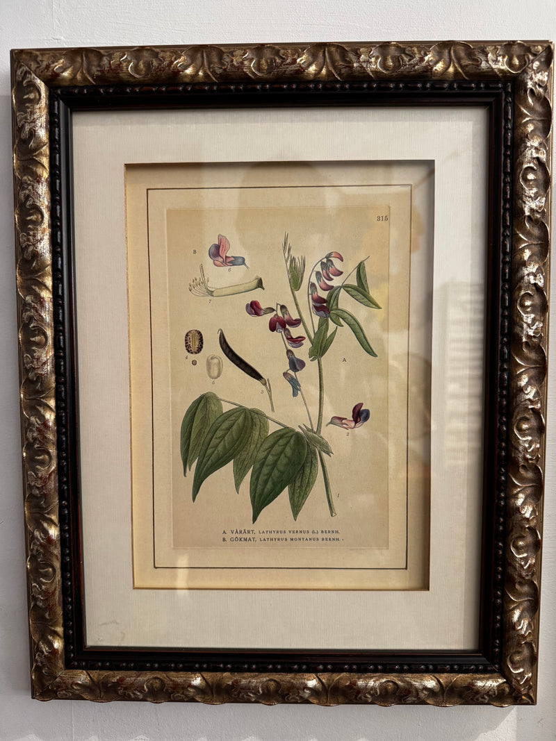 Botanical Print - 1922 Mountain and Spring Vetchling - Carl Lindman, Plate 315