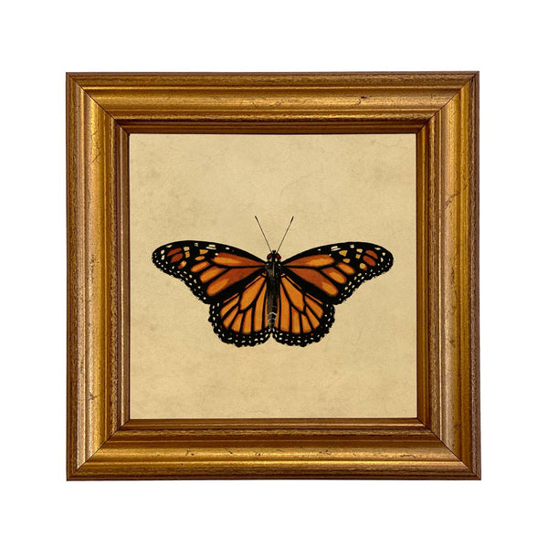 Danaus plexippus Framed Print