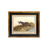 Framed Dutch Otter Print