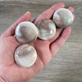 Shiva Shell
