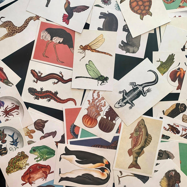 Vintage Styled Animal Postcards Beautiful Illustrations| Set: 10
