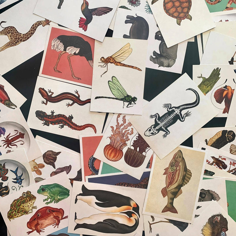 Vintage Styled Animal Postcards Beautiful Illustrations| Set: 10