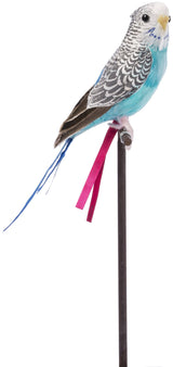 Amma the Budgie