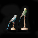 Amma the Budgie
