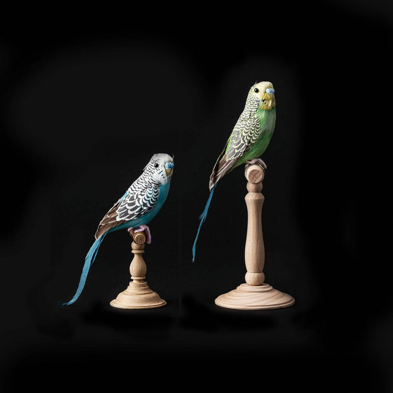 Amma the Budgie