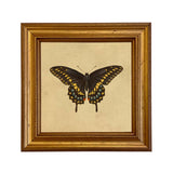 Papilio polyxenes Framed Print