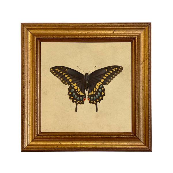 Papilio polyxenes Framed Print