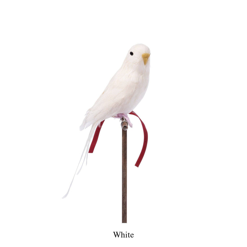 Amma the Budgie