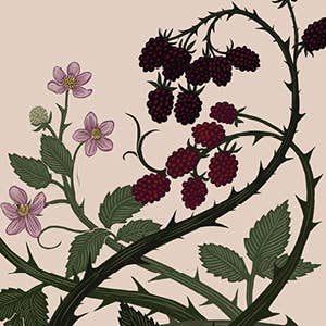 The Illustrated Meditations