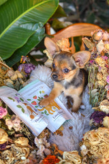Love Bites  - Training Treats | Organic | For All Dogs 💕