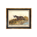 Framed Dutch Otter Print