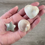 Shiva Shell