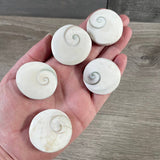 Shiva Shell