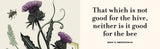 The Illustrated Meditations