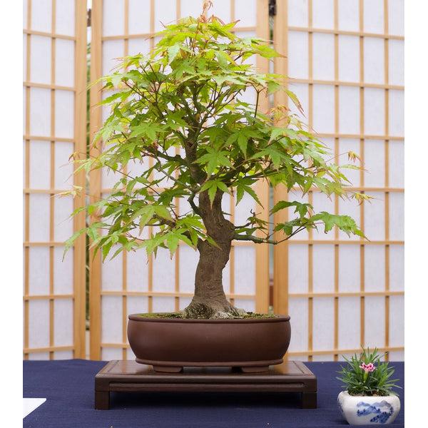 Japanese Maple Bonsai Tree || Seed Grow Kit