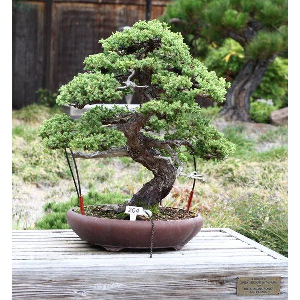 Chinese Juniper Bonsai Tree || Seed Grow Kit