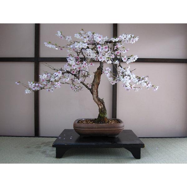Japanese Cherry Blossom Bonsai Tree || Seed Grow Kit