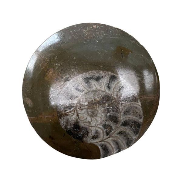 Goniatite Buttons