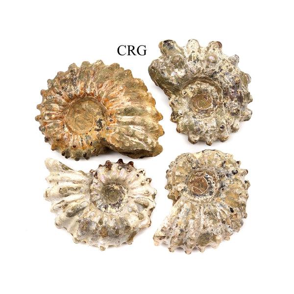Malagasy Ammonite