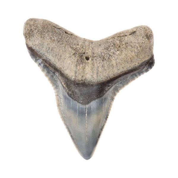 Fossilized Shark Tooth - The North Sea