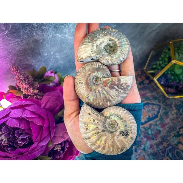 Ammonite Fossil with Rainbows