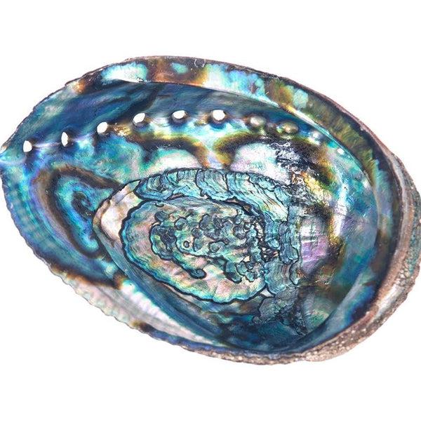 Abalone Shell