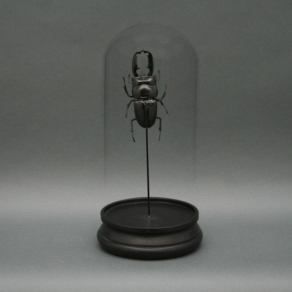 Stag Beetle Glass Cloche