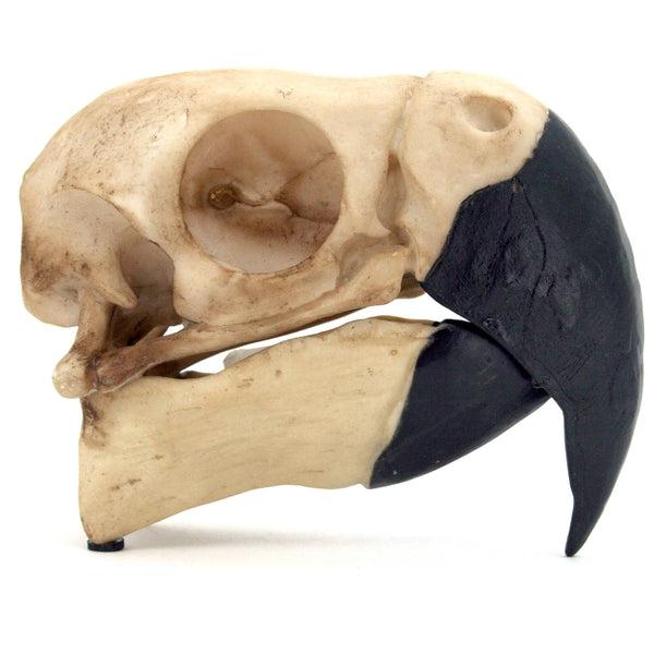Percival the Parrot Skull