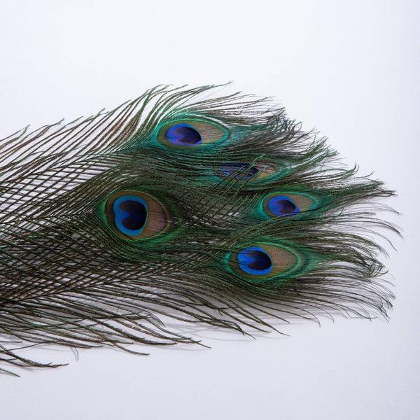 Peacock Feather