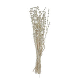Dried Lion's Tail Bunch