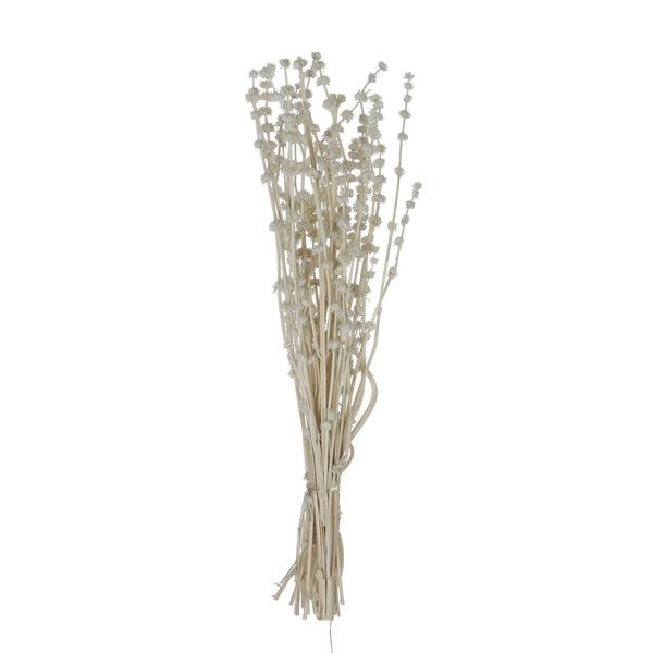 Dried Lion's Tail Bunch