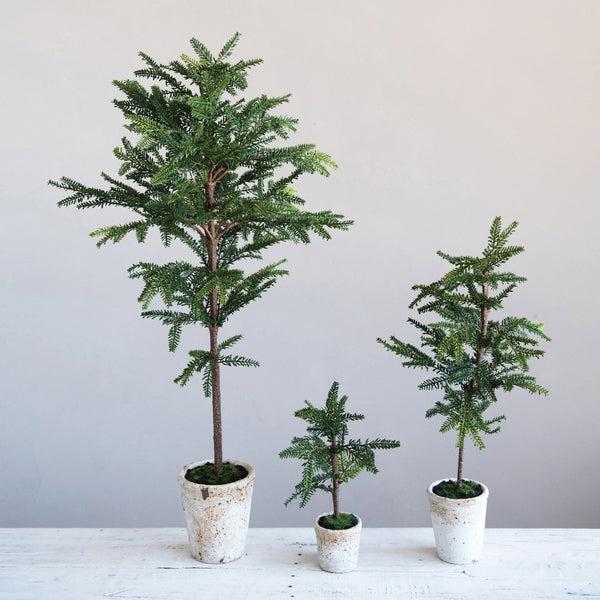 Pixie Pine