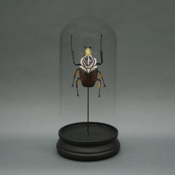 Goliath Beetle Glass Cloche