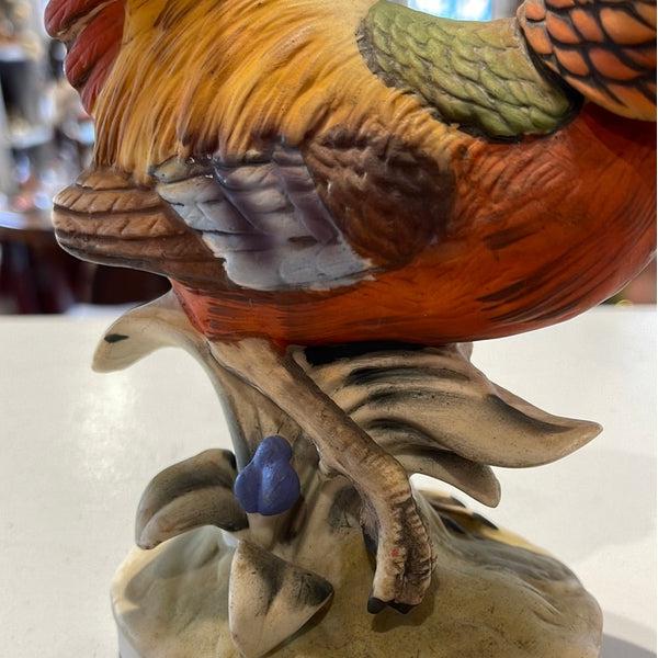 Golden Pheasant