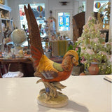 Golden Pheasant