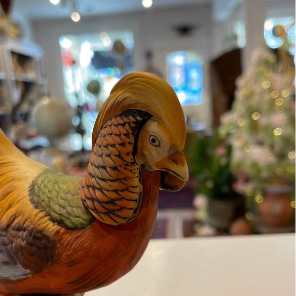 Golden Pheasant