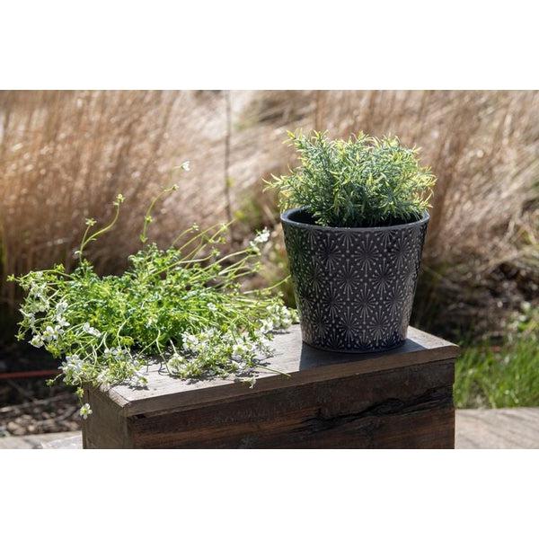 Aster Planter
