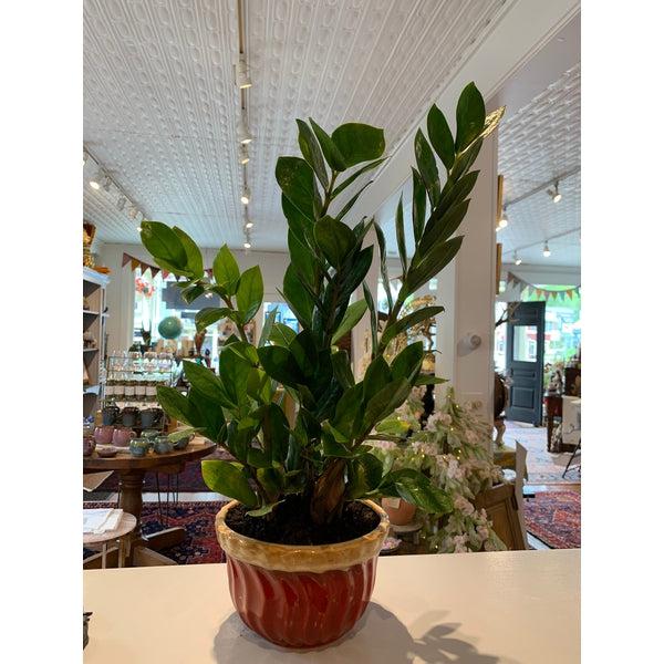 ZZ Plant in Vintage Planter